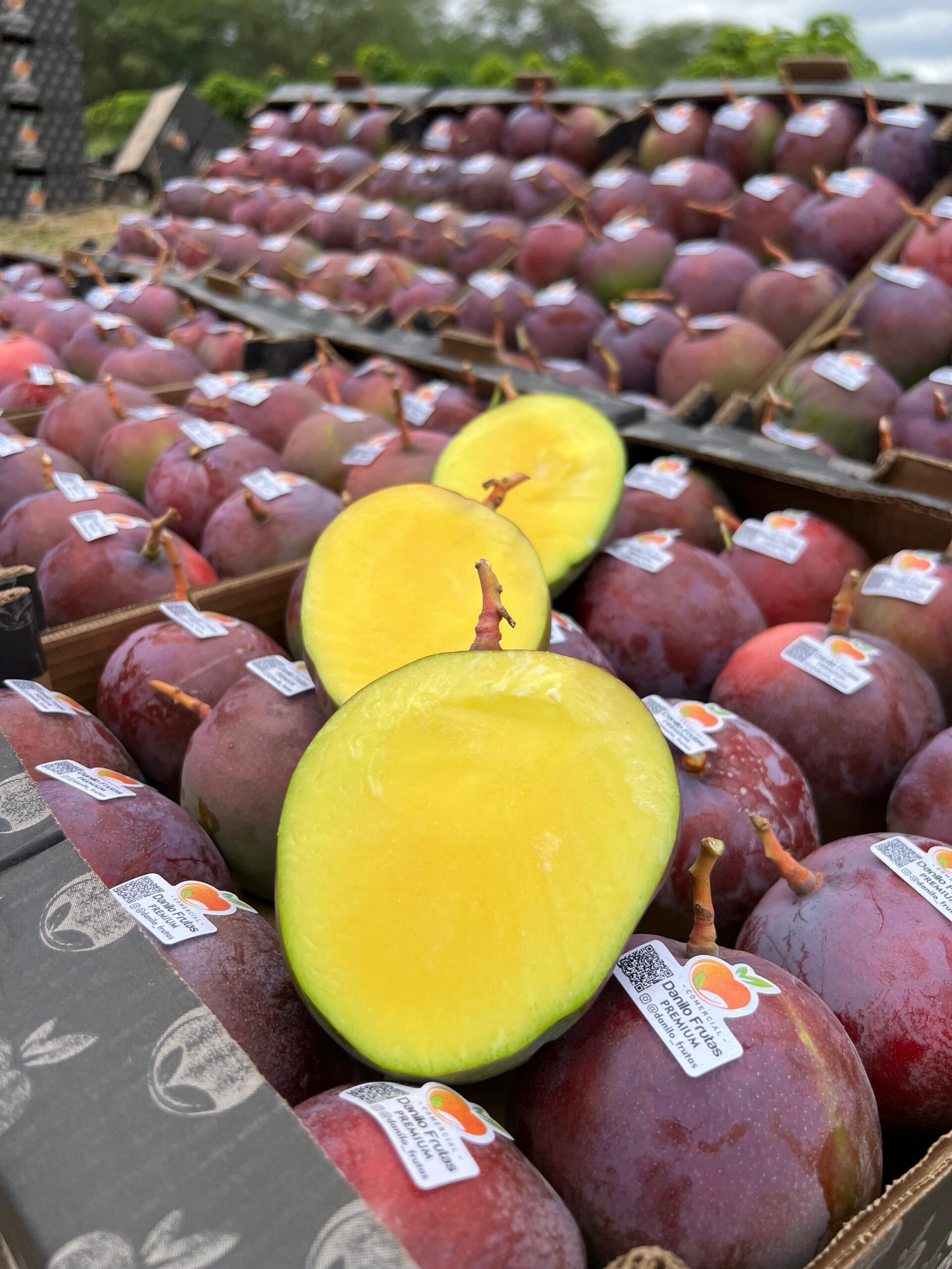 WhatsApp Image 2025 12 19 at 15.52.44 8 scaled